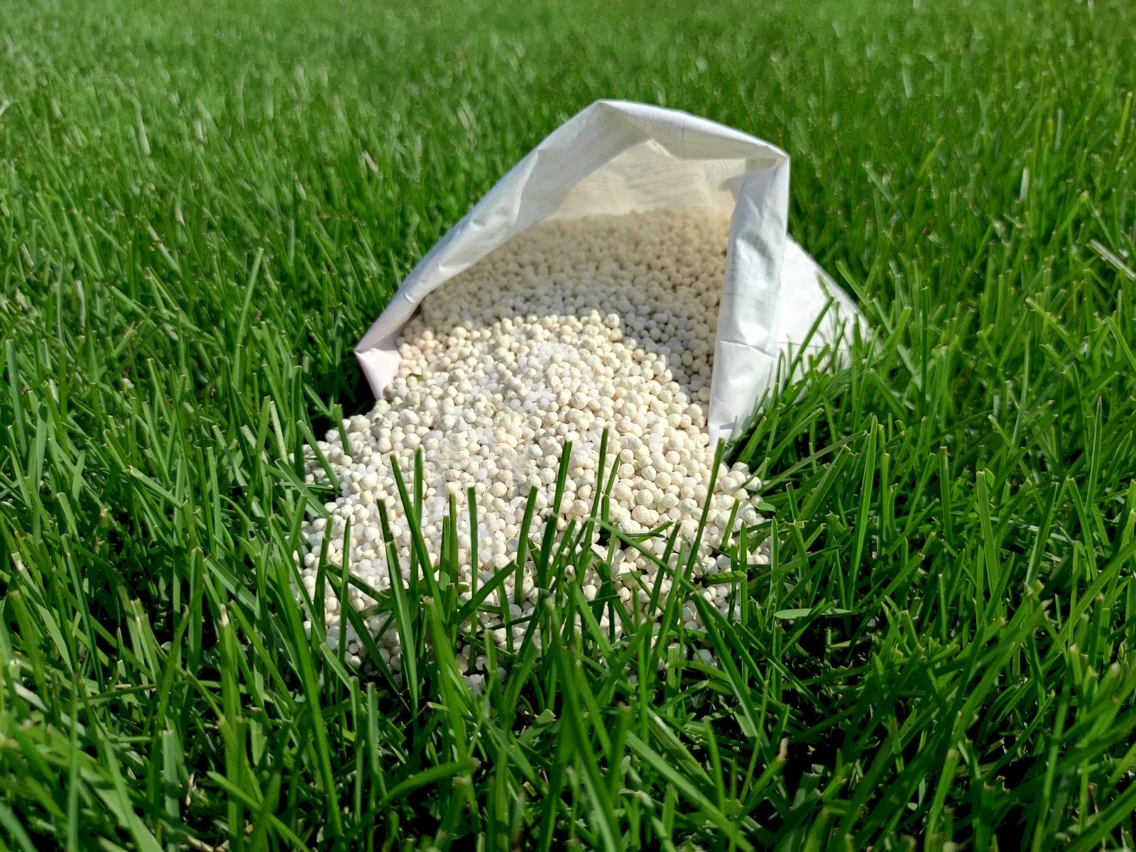 An open bag of white granular fertilizer tipped over and spilling onto thick green turf
