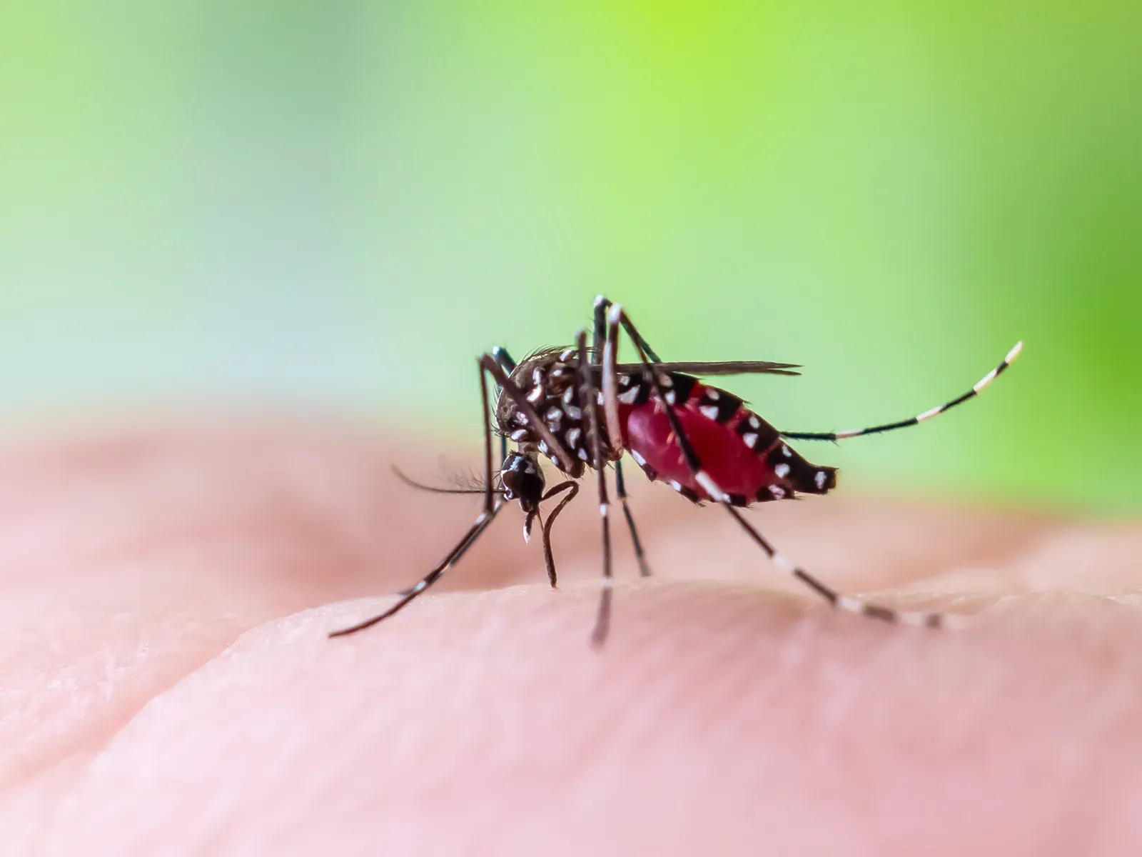 Close-up of a mosquito with striped legs feeding on human skin against a green background