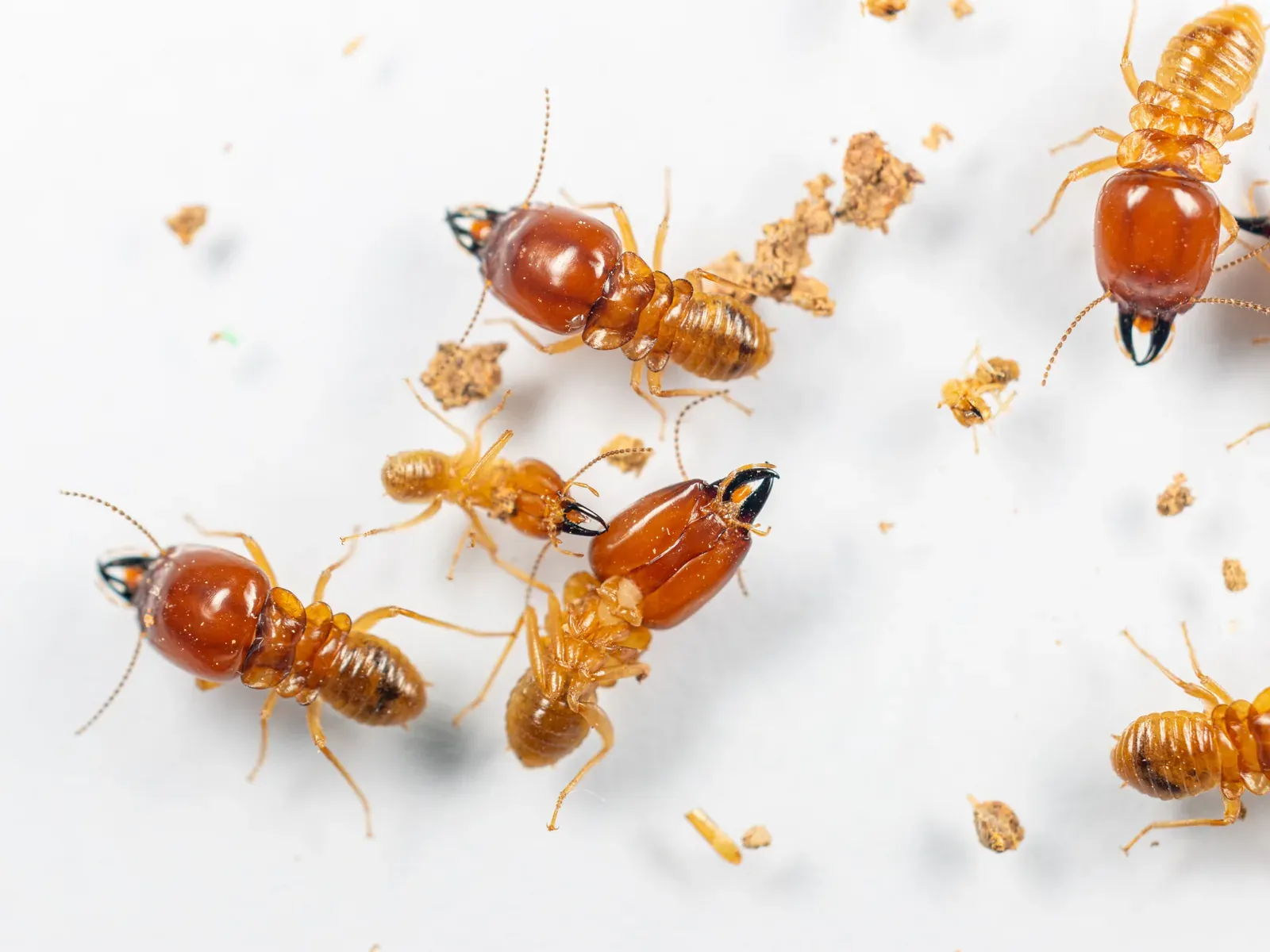 Close-up of worker and soldier termites on a pale surface surrounded by chewed wood particles