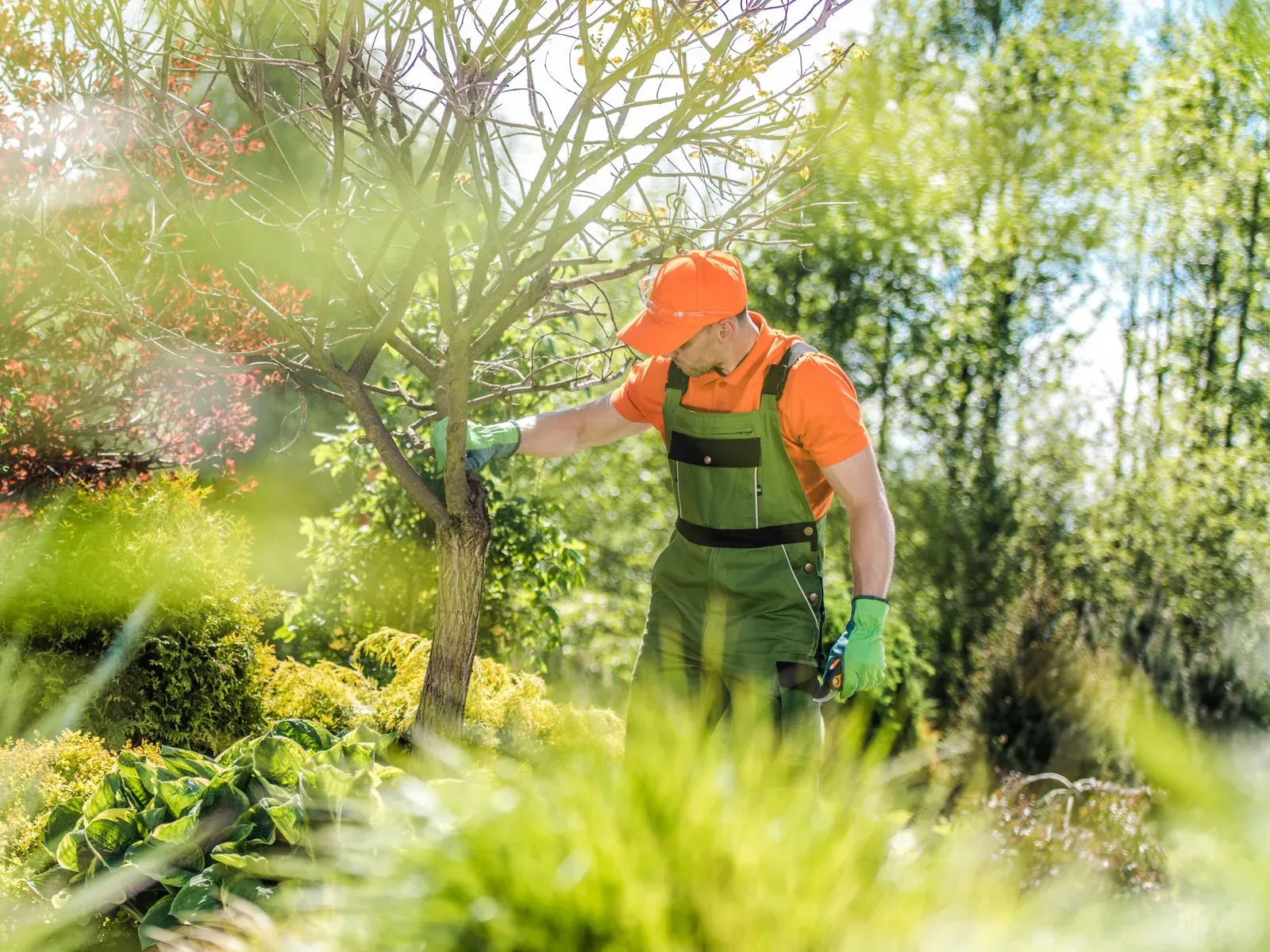 A gardener in an orange cap and green overalls inspecting the branches of a young ornamental tree in a landscaped garden