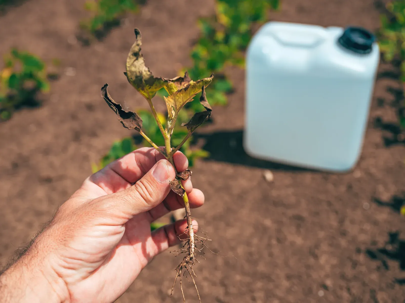 A hand holding an uprooted plant with blackened, diseased leaves in front of a herbicide container in a treated field